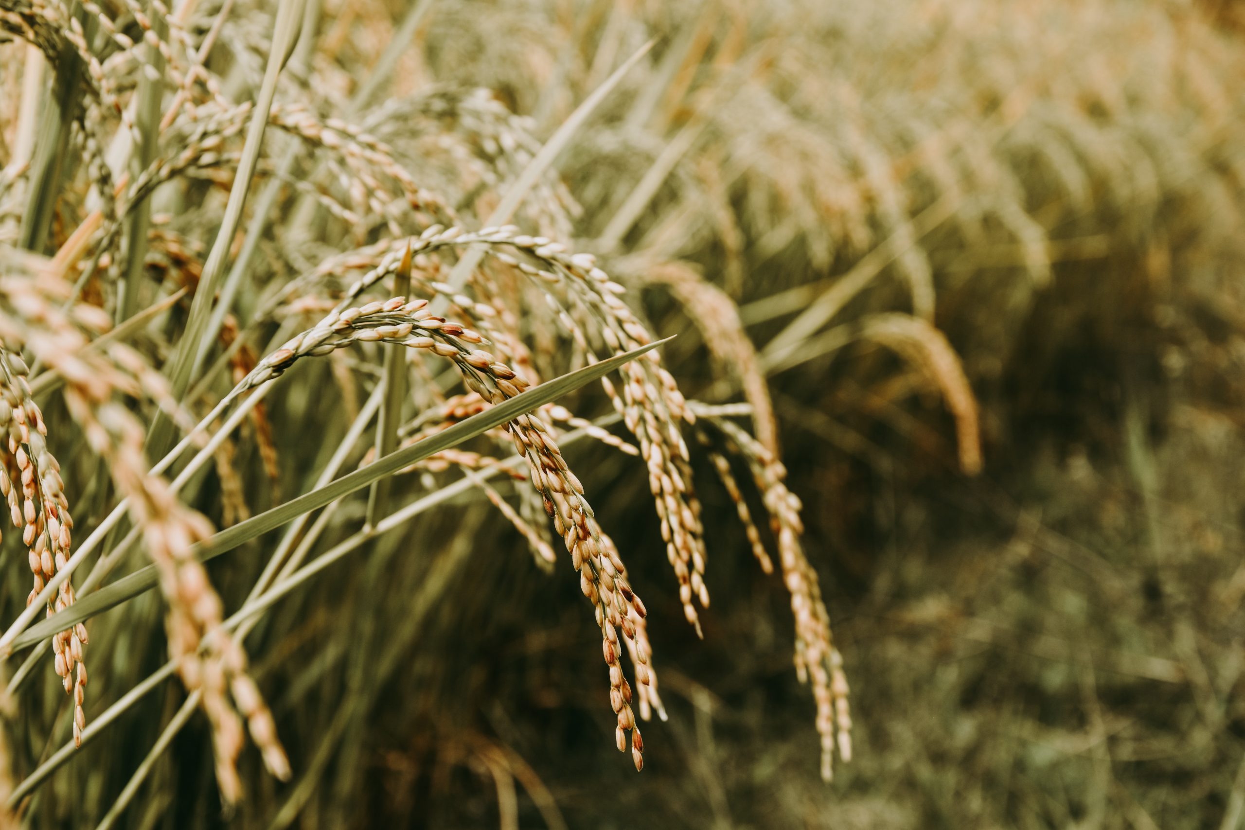 Rice Field Close Up